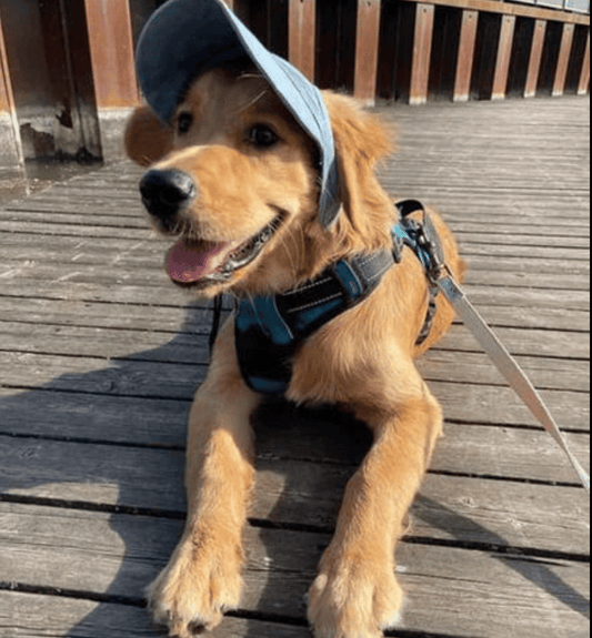 🔥Outdoor Sun Protection Hood For Dogs - BUY 2 SAVE 10%🔥Shipping Now!!!